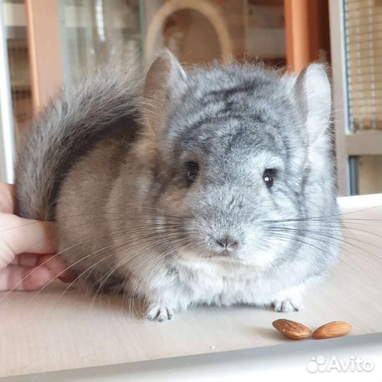 Шиншилла Ангора