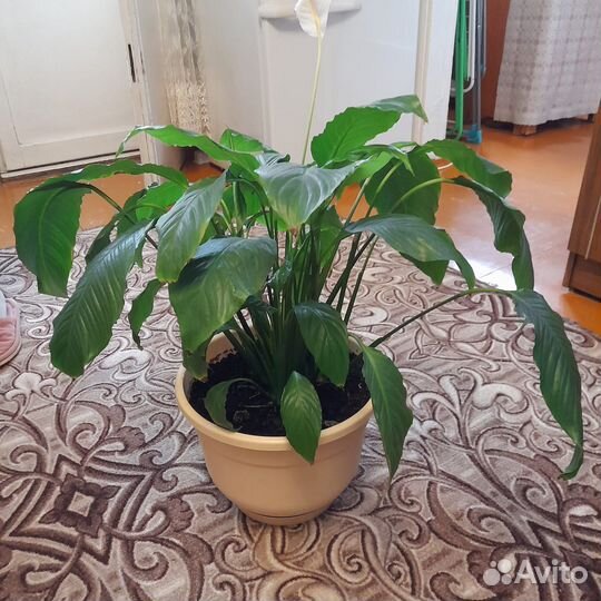 Комнатные цветы