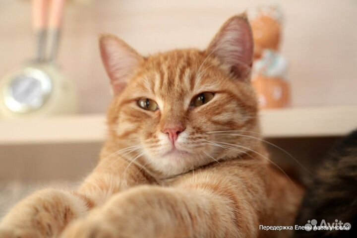 Ищем дом для котика