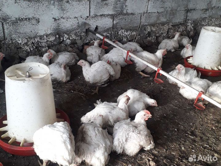 Куры бройлеры