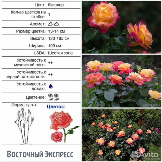 Розы Чайно-гибридные