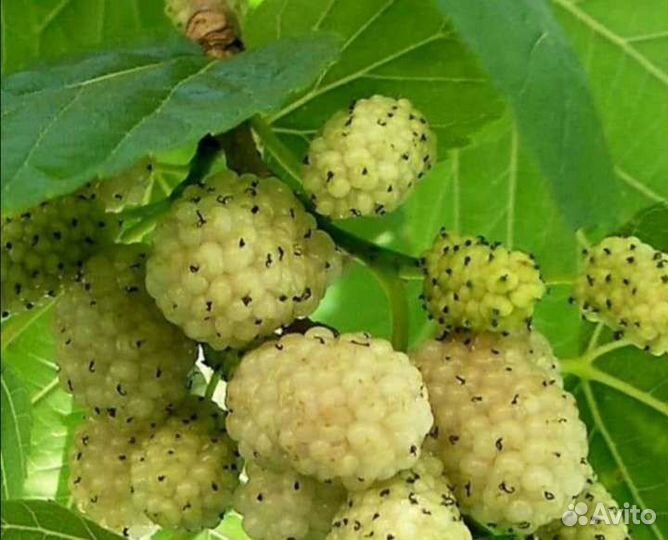 Саженцы шелковицы