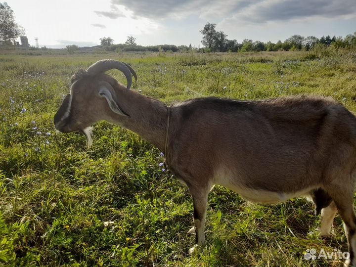 Продам козу дойную