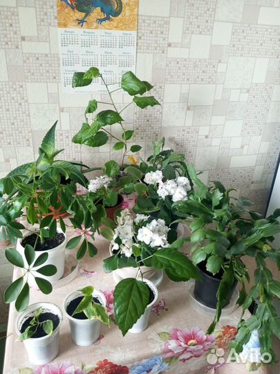 Комнатные цветы