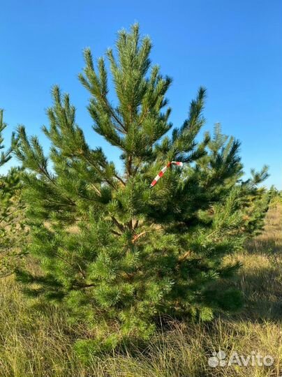 Саженцы Оптом Сосны/Ели