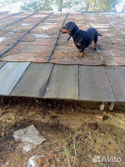 Вязка кобель такса