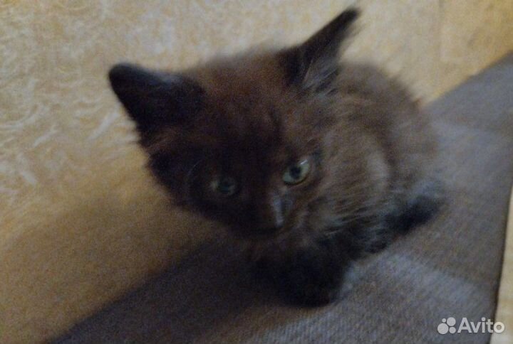 Чудный черный котенок в дар