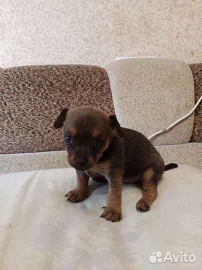 Мини той-терьер щенки