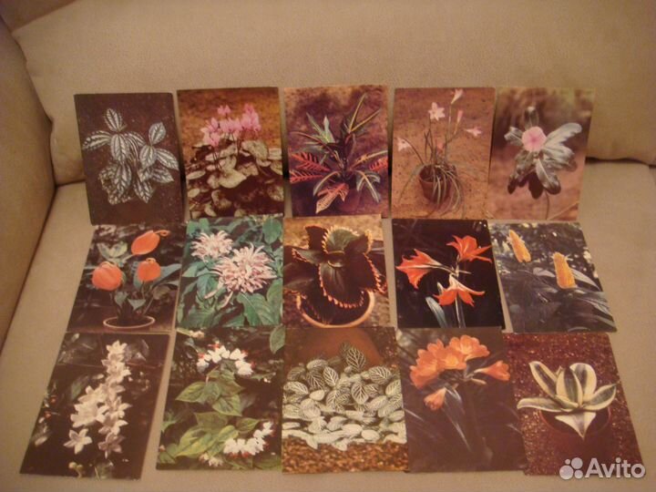 Набор открыток СССР (15шт. ).комнатные растения