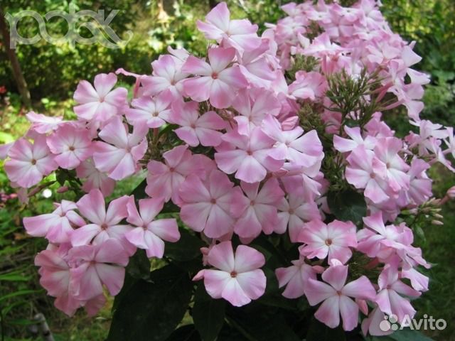 Флоксы сортовые