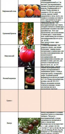 Рассада помидор