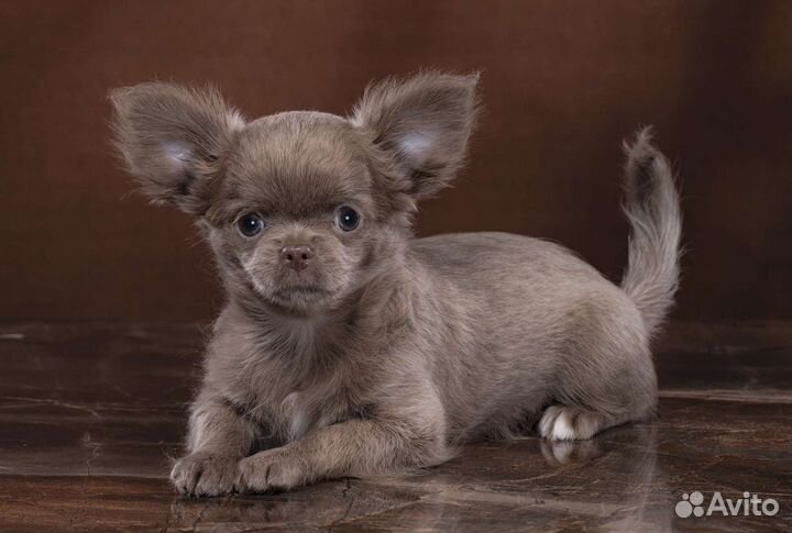 Лиловая мини девочка