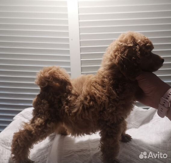 Пудель мальчик