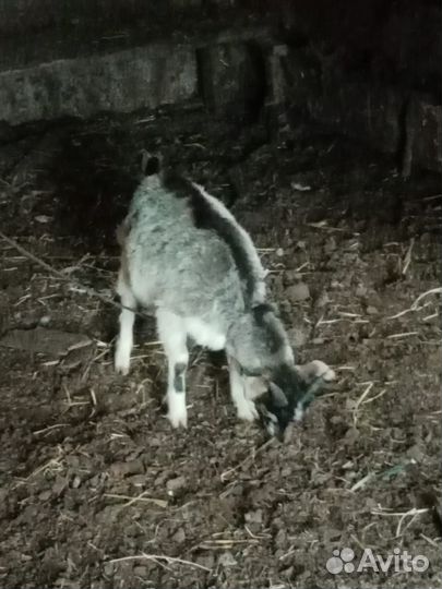 Козочка и козленок