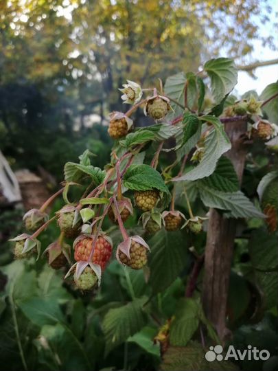 Саженцы Малины(Летняя, штамбовая, ремонтантная)