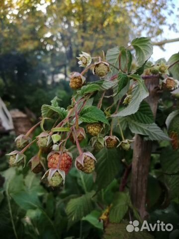 Саженцы Малины(Летняя, штамбовая, ремонтантная)