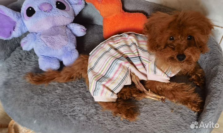 Мальтипу детка