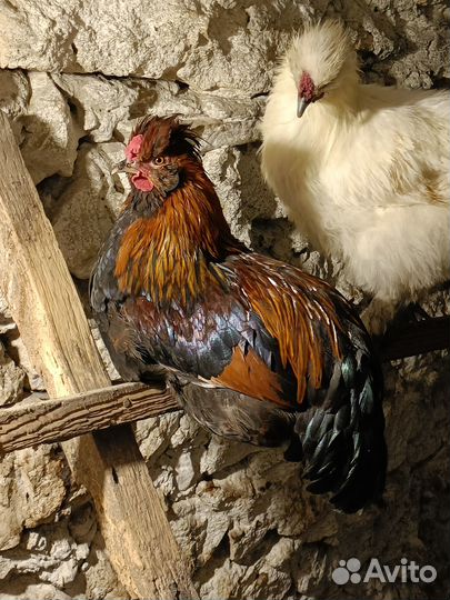 Молодые петухи