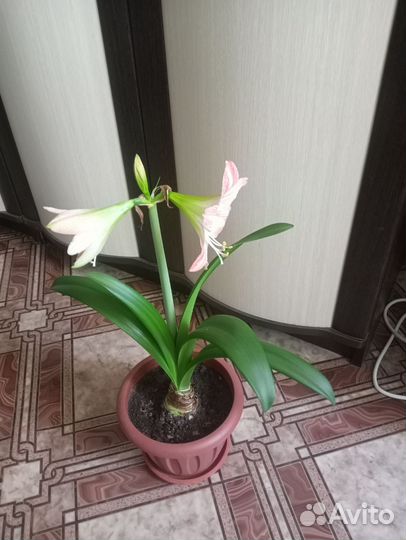 Амариллис, гиппеаструм, лилия