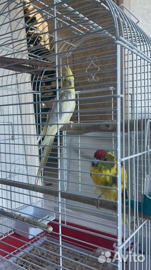 Попугаи Корелла и Какарик