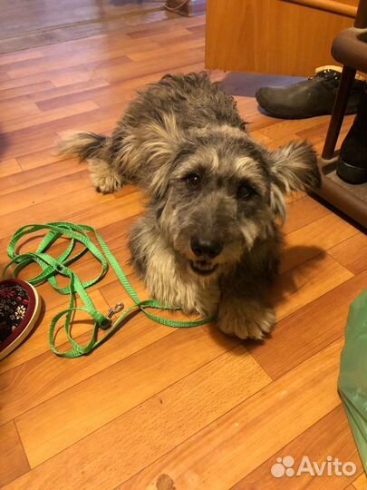 Маленькая собака в добрые руки