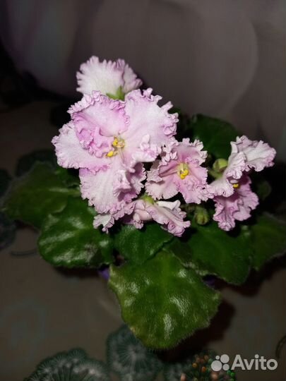 Детки сортовых фиалок