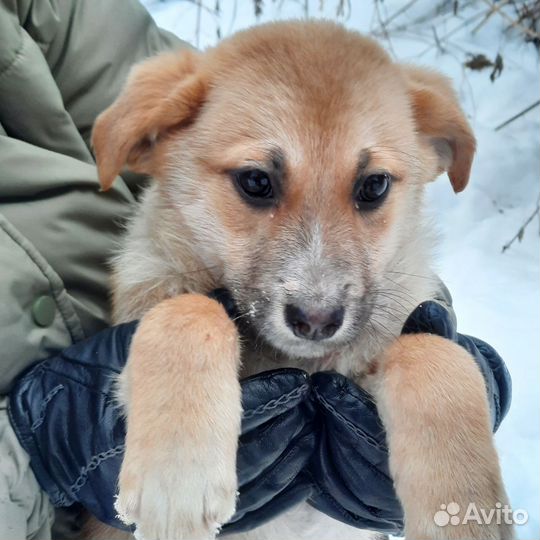 Отдам девочку в добрые руки