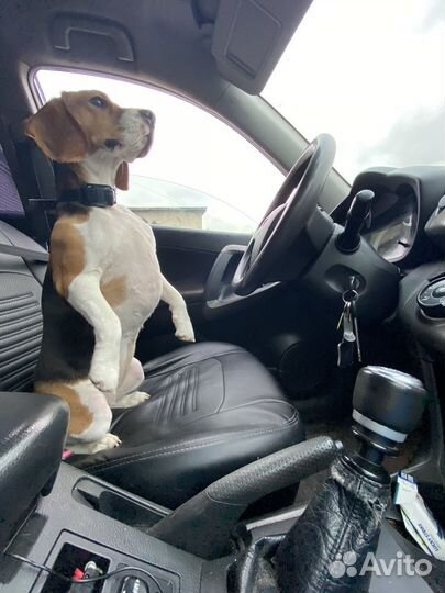 Бигль вязка