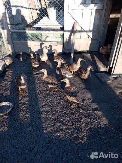 Подсадные утки для охоты