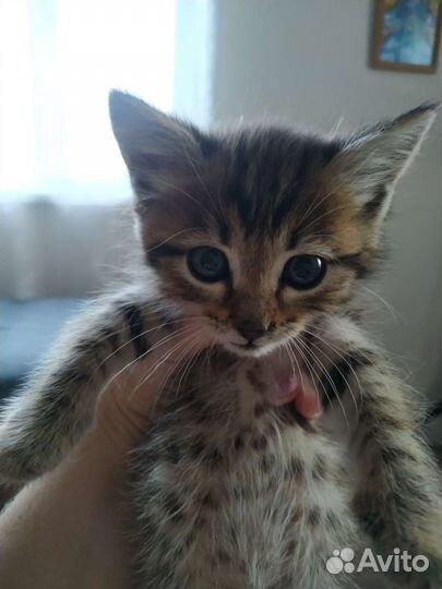 Котята в добрые руки бесплатно