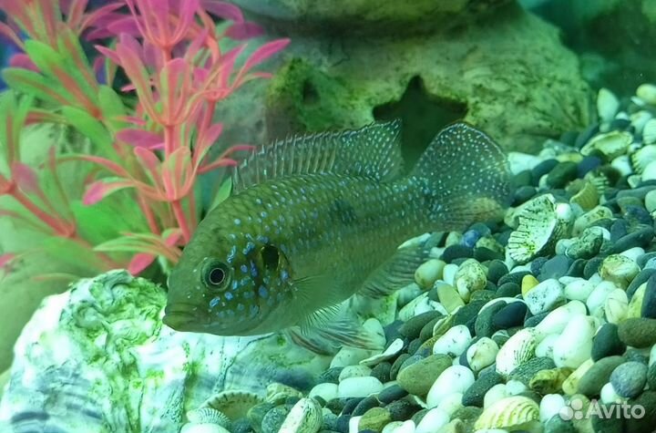 Аквариум с тумбой 300 литров