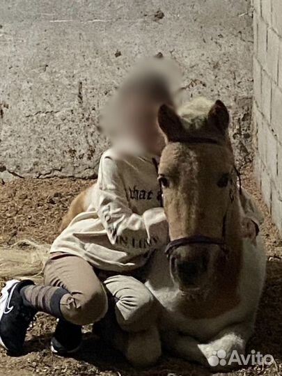 Шетлендский пони