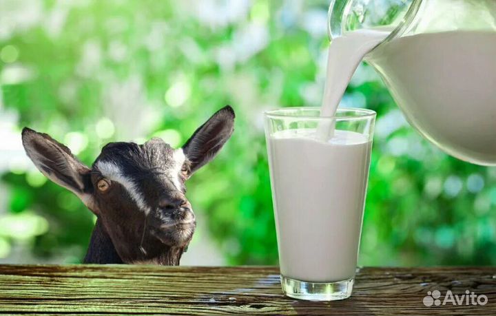 Козье молоко