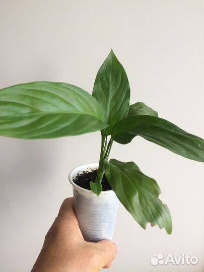 Спатифиллумы разных сортов