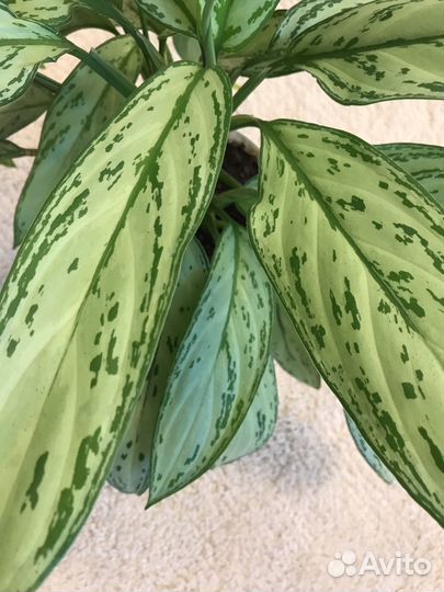 Аглаонема Сильвер Квин