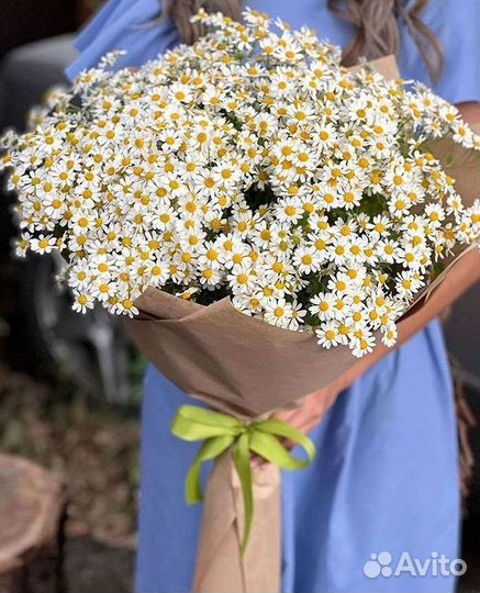 Цветы ромашки