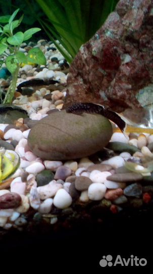 Анциструсы