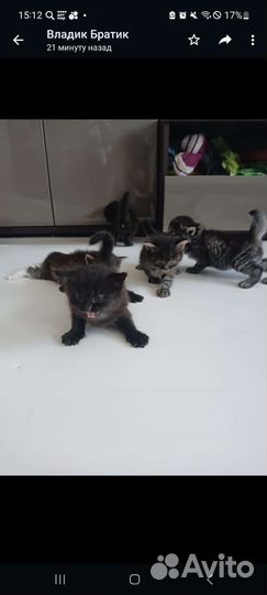 Котята бесплатно