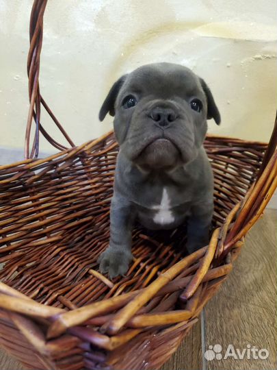 Французский бульдог