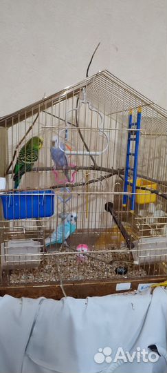Попугаи с клеткой