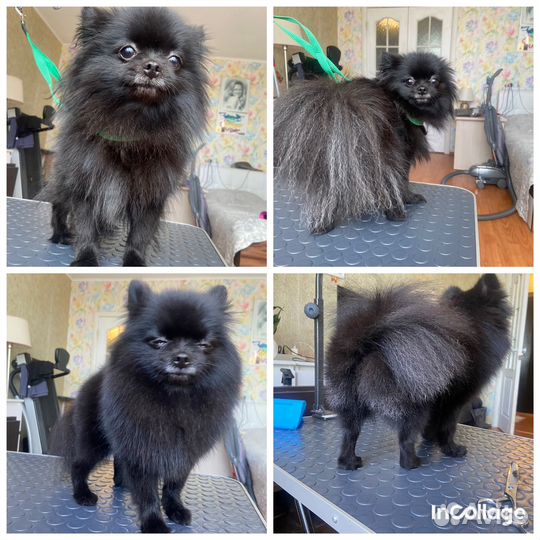 Любящий грумер. Стрижка собак и бритье котов