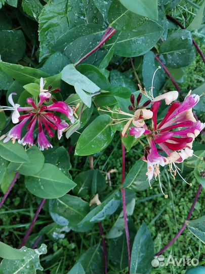 Жимолость каприфоль