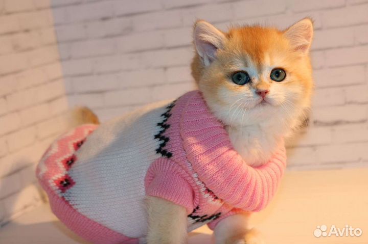 Котята золотые британские шиншиллы