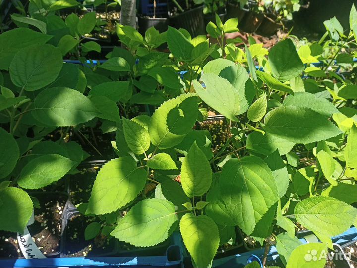 Гортензия древовидная аннабель