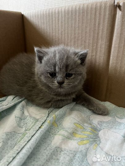 Британские котята
