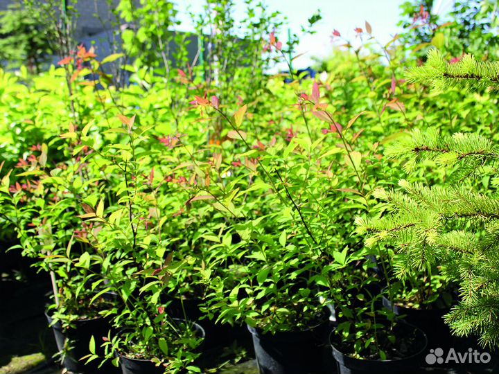 Спирея японская 