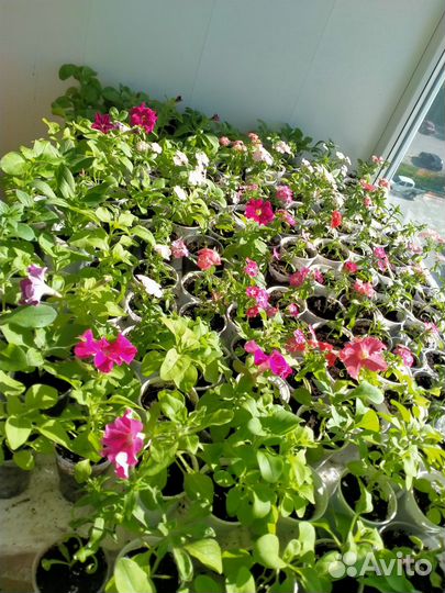 Петуния и флоксы для клумб и балкона