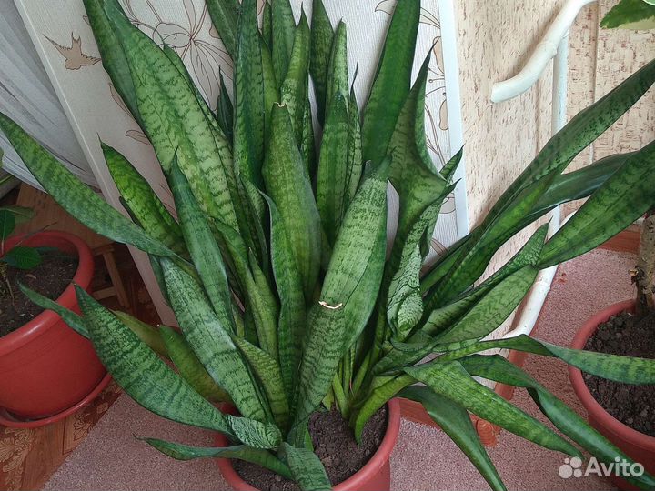 Сансевиерия