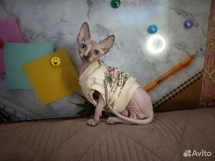 Канадский сфинкс