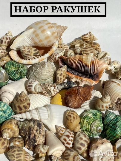 Набор ракушек